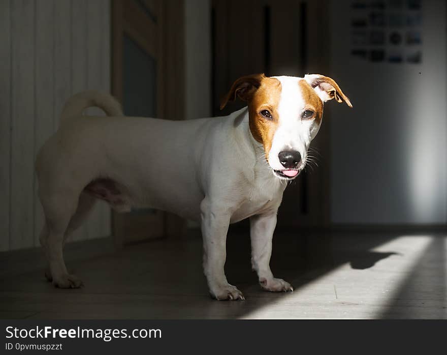 Jack russell terrier wiht red tongue in the sunlight and looking. Closeup photo. Jack russell terrier wiht red tongue in the sunlight and looking. Closeup photo