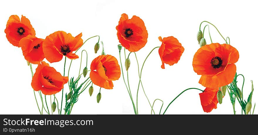 Group of red poppies on a white background