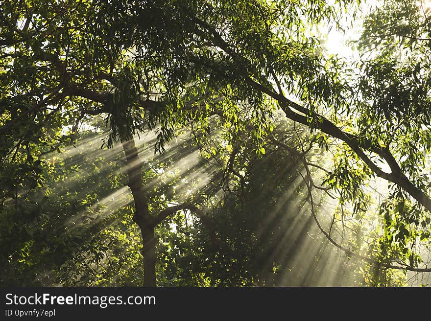 Beautiful sunlight rays shining through the trees.