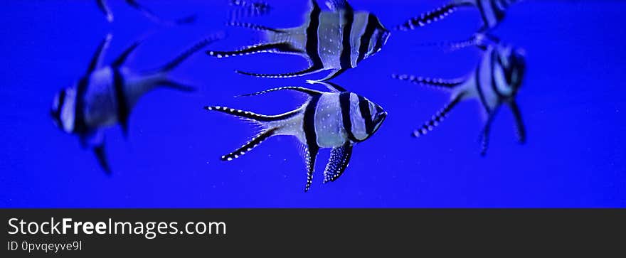 Yellow, blue and striped marine fish in aquarium wih corals