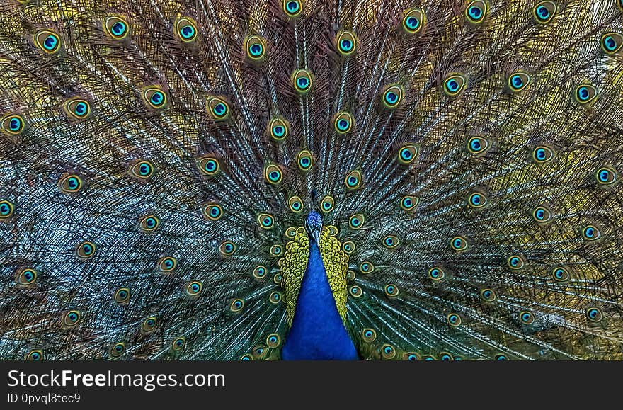 Close-up shot of a colourful puffed-up peafowl with shiny feathers. Close-up shot of a colourful puffed-up peafowl with shiny feathers