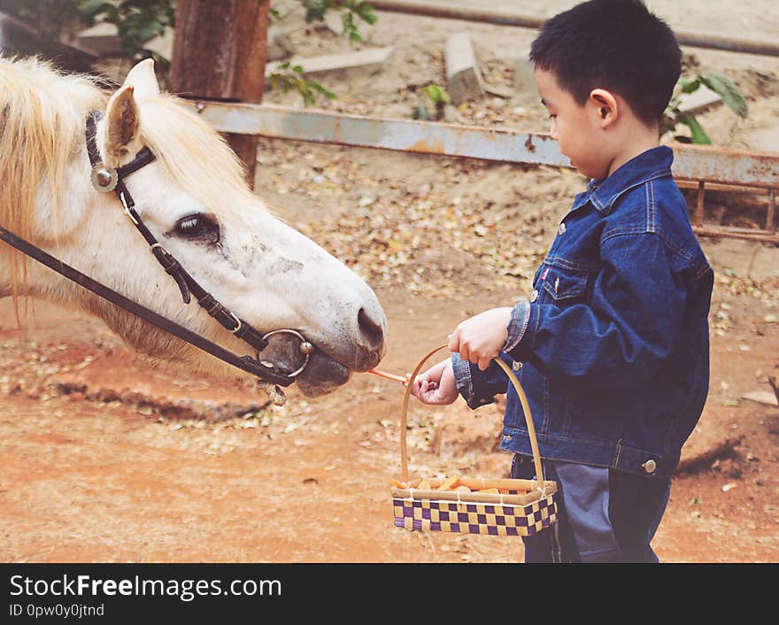 Boy feeding horse in his farm