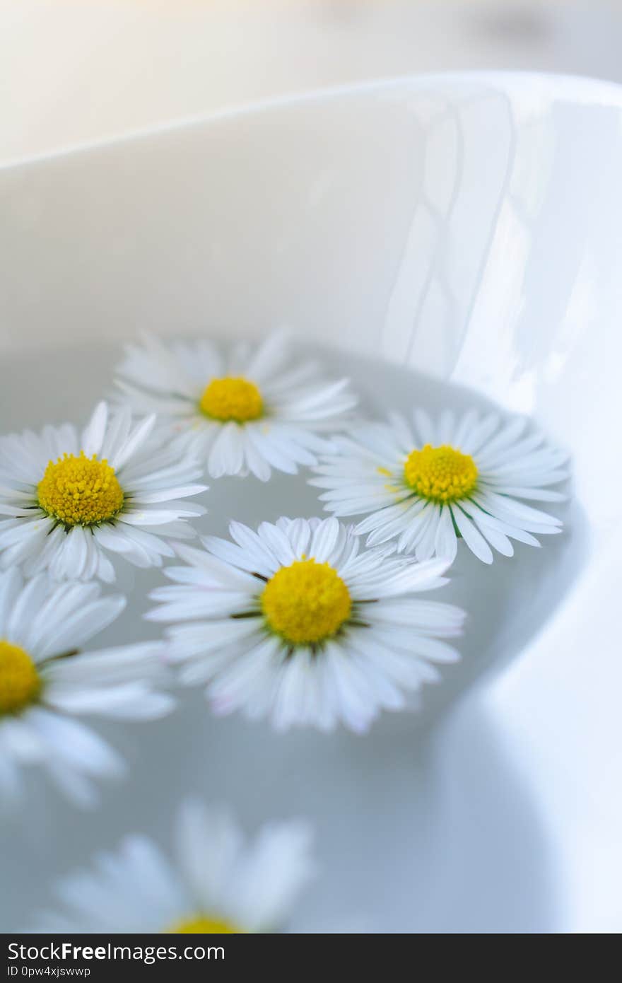 Close up view of white blooming daisy flowers floating in clear transparent spa water in a white porcelain bowl. Herbal health, cosmetics or spa background or concept. Close up view of white blooming daisy flowers floating in clear transparent spa water in a white porcelain bowl. Herbal health, cosmetics or spa background or concept