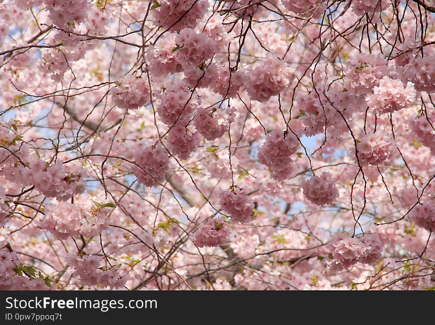 Sakura flowers in spring against the blue sky. Natural background. Sakura flowers in spring against the blue sky. Natural background