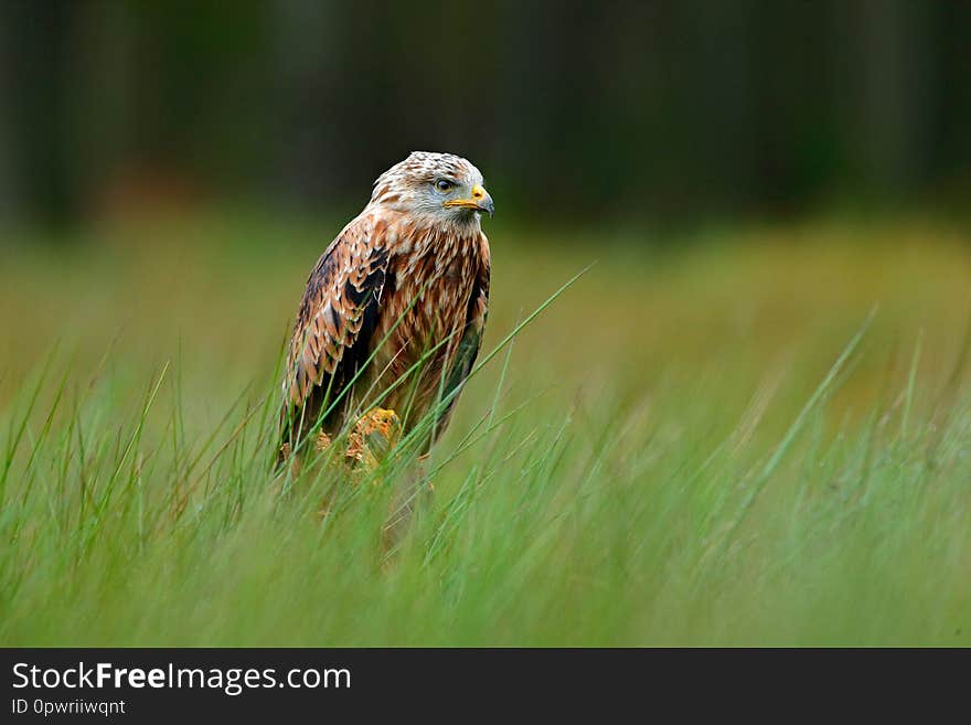 Bird of prey Red kite, Milvus milvus, landing in the green marsh grass, with open wings, forest in the background