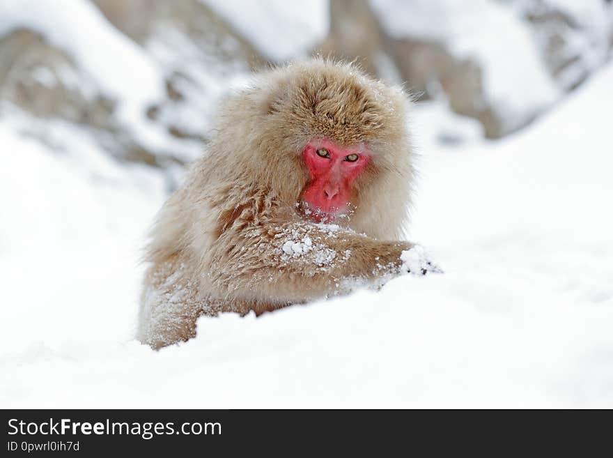 Monkey Japanese macaque, Macaca fuscata, sitting on the snow, Hokkaido, Japan