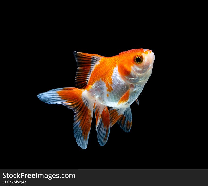 Goldfish Isolated On A Dark Black Background