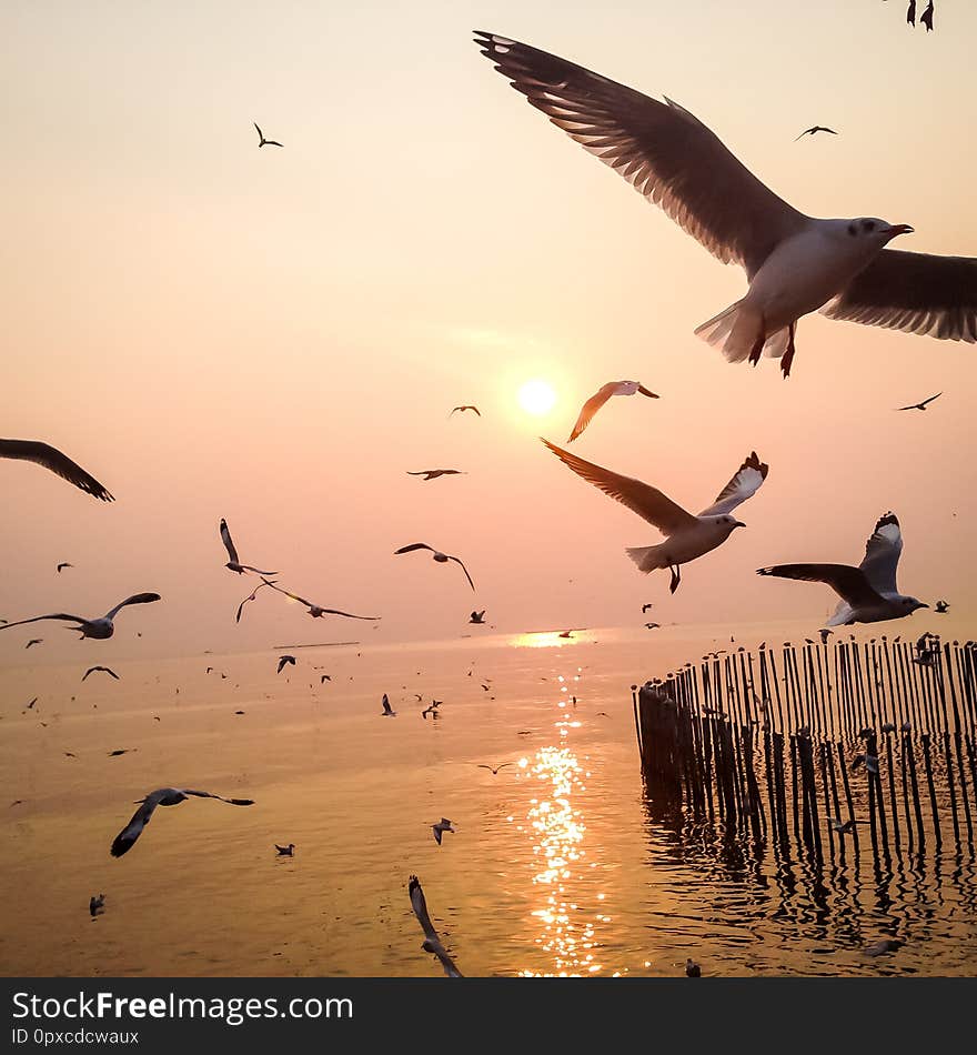 Seagulls fly in a flock, to escape the cold of the North Sea