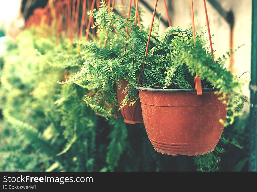 Many pots with ferns in the greenhouse. Many pots with ferns in the greenhouse