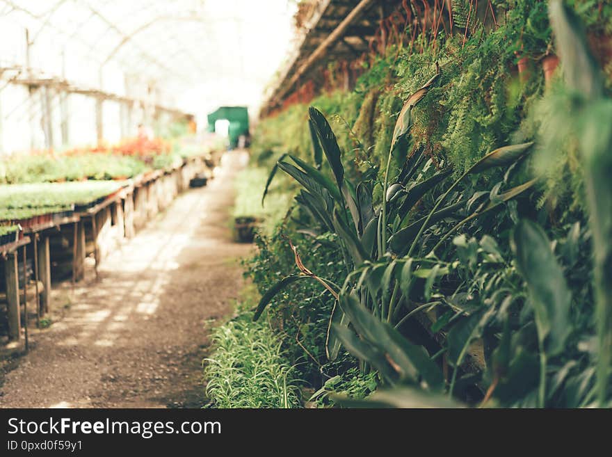 Long alley with plants in the greenhouse, sunlight through the glass roof. Long alley with plants in the greenhouse, sunlight through the glass roof