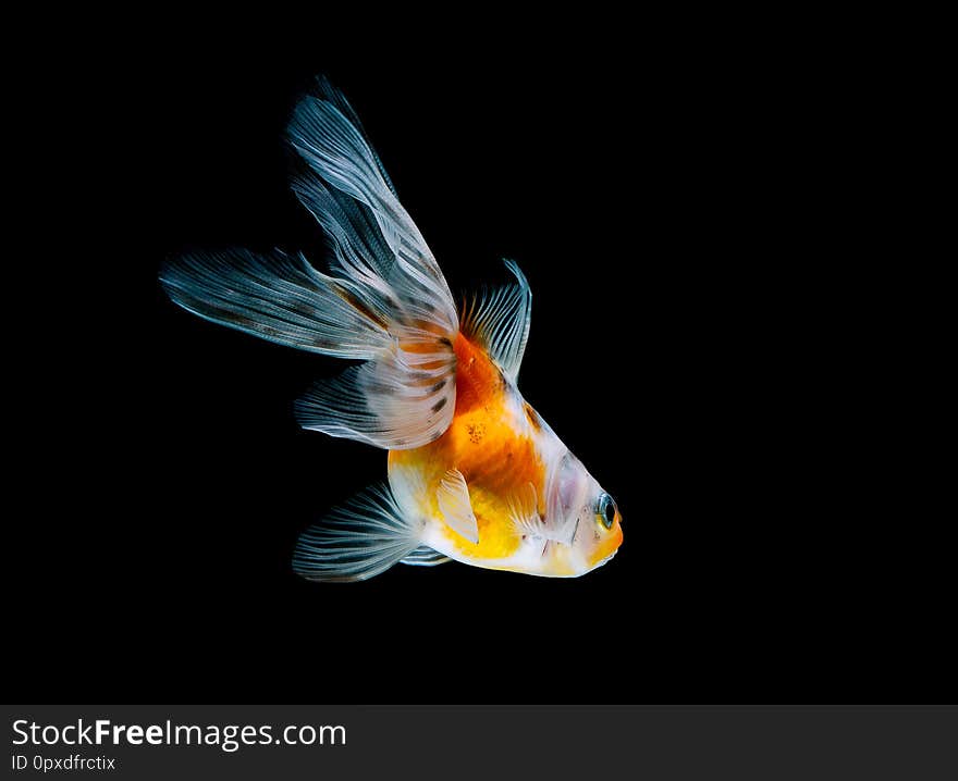 Goldfish Isolated On A Dark Black Background