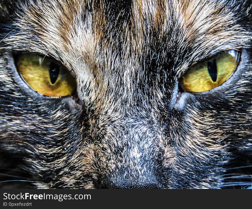 Closeup of a beautiful domestic tortoiseshell cat. Closeup of a beautiful domestic tortoiseshell cat