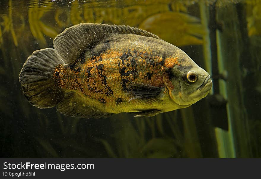 Astronaut fish in aquarium beautiful orange view