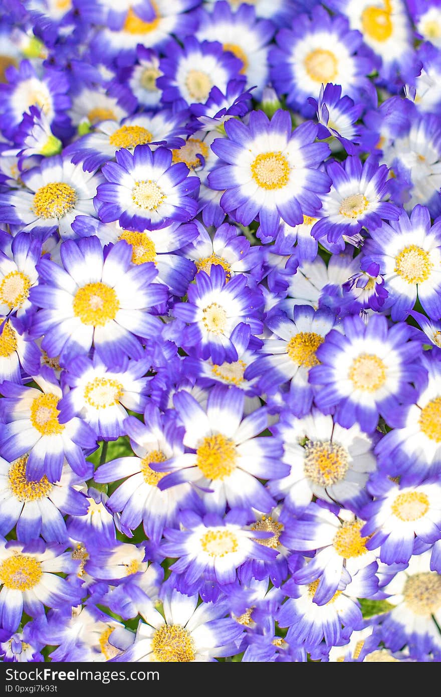 Blue Flower background. Cute  colorful flowers Pattern...
