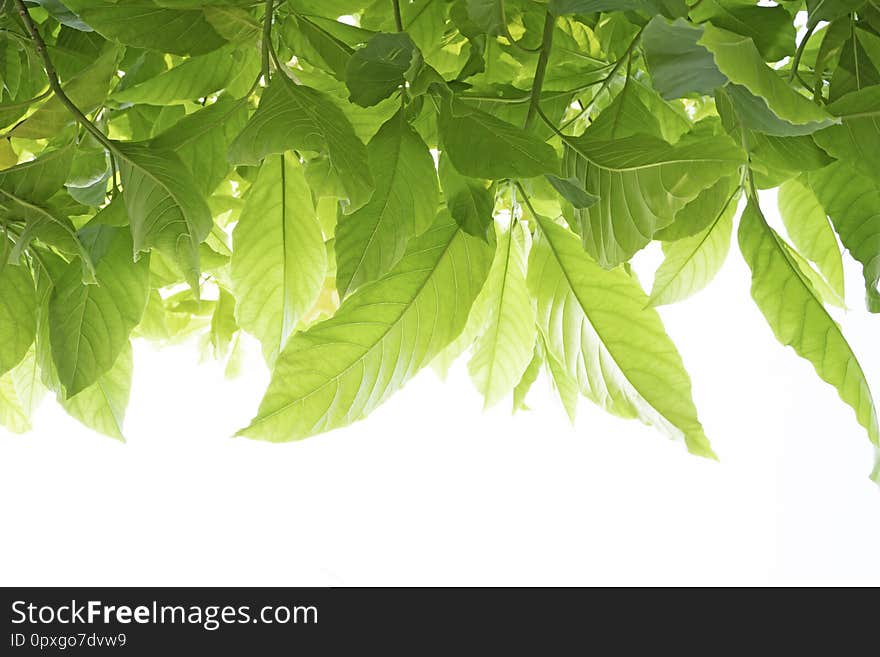 Many green leaves Isolated on white background.soft focus. Pisonia grandis