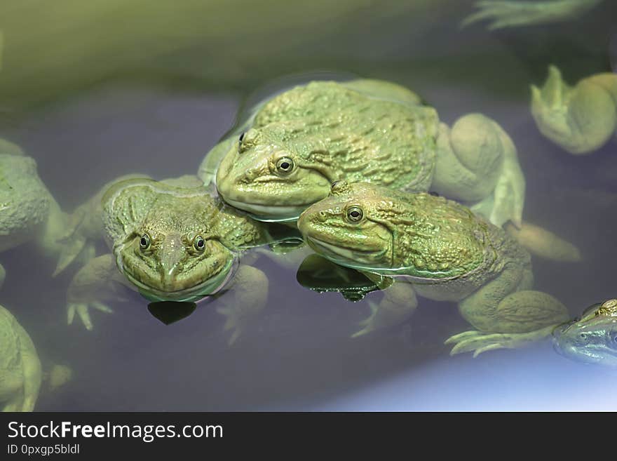 Big frog in the water at the farm.