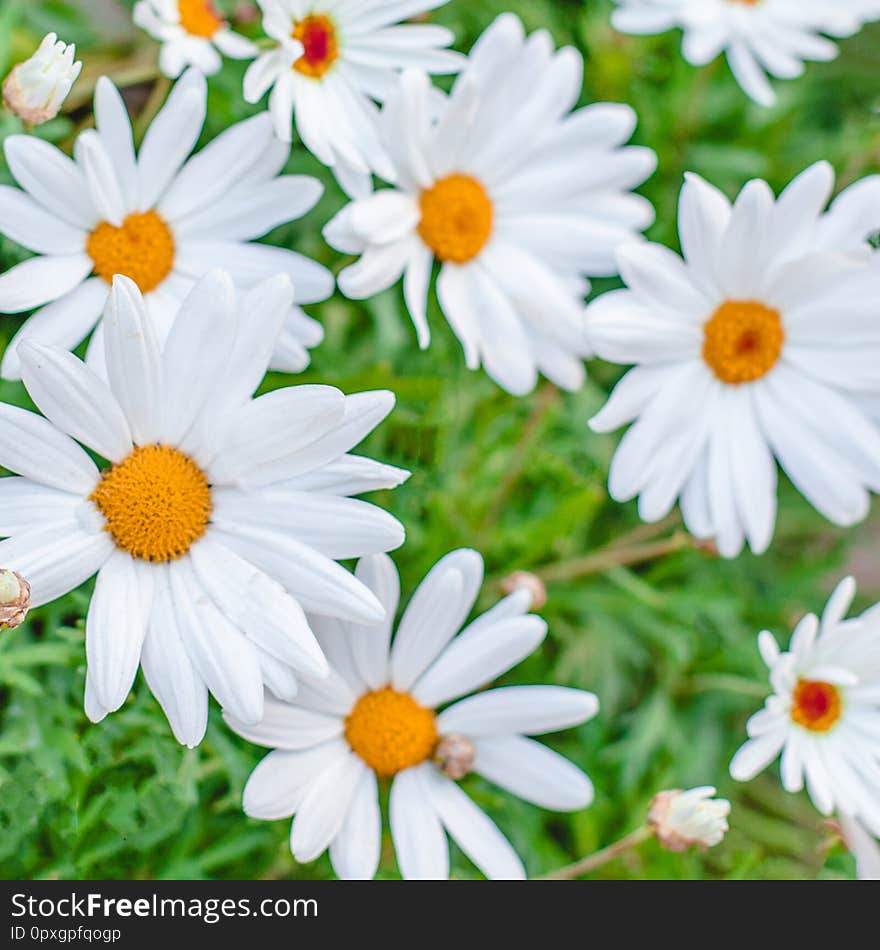 Bright Flower Background.  Daisy Flower On Green Meadow Close Up. Summer Poster