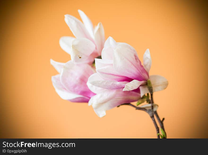 Spring beautiful blooming magnolia on a orange