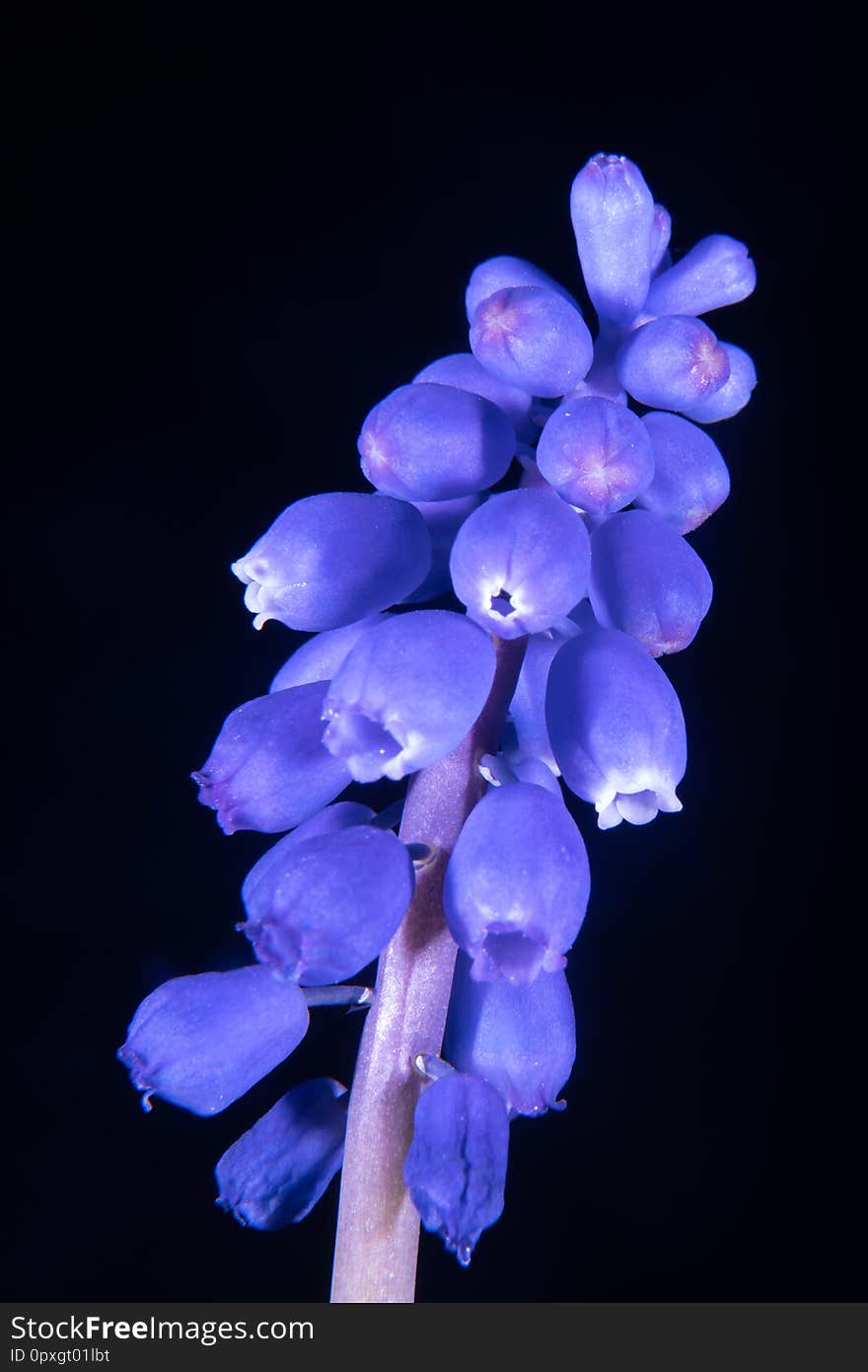 Grape hyacinth up close