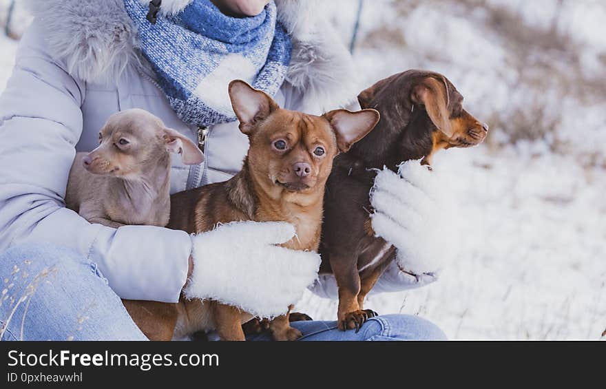 Young woman having fun outside in snow. Female playing with her small purebreed dogs puppies in cold winter day. Young woman having fun outside in snow. Female playing with her small purebreed dogs puppies in cold winter day