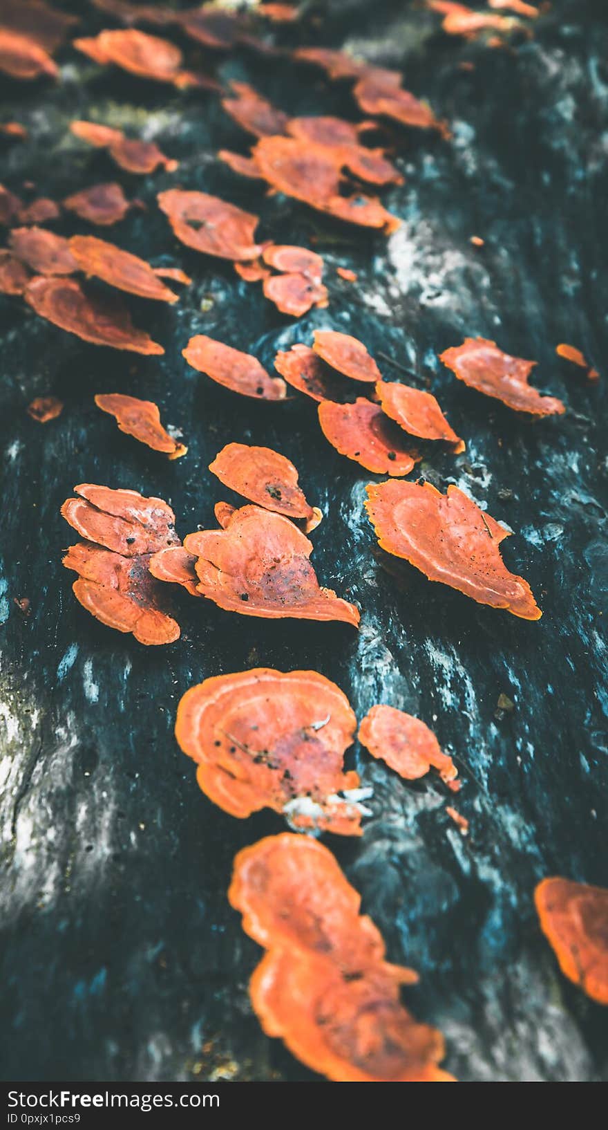 Background Mushroom orange tree on island