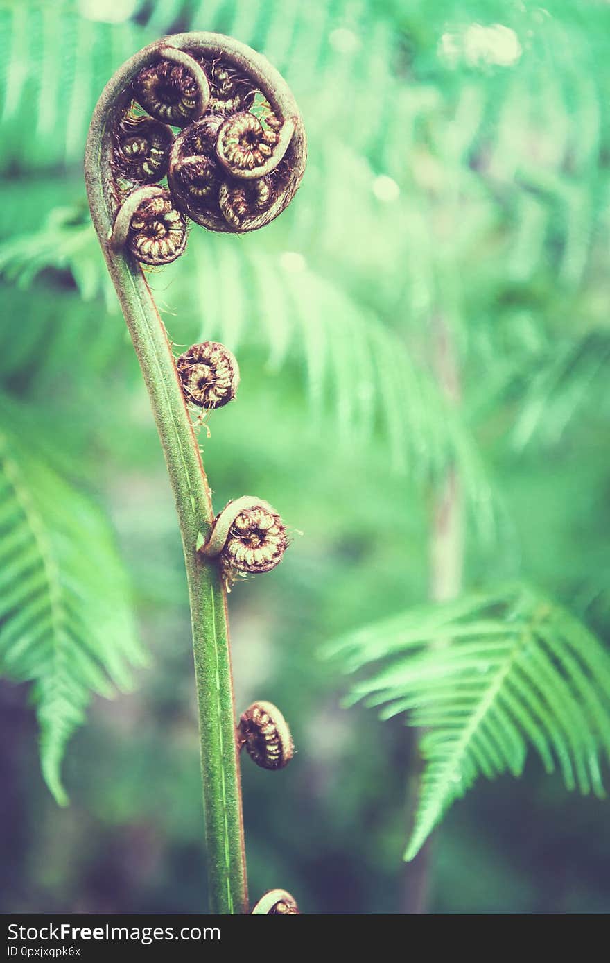 Natural Background. Unravelling Fern Frond Closeup.  Thailand Chiangmai Doiinthanon