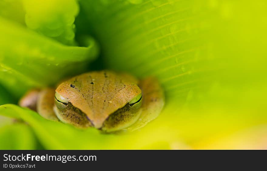 Background frog lying in green leaves, animal, nature, background, amphibians. Background frog lying in green leaves, animal, nature, background, amphibians.