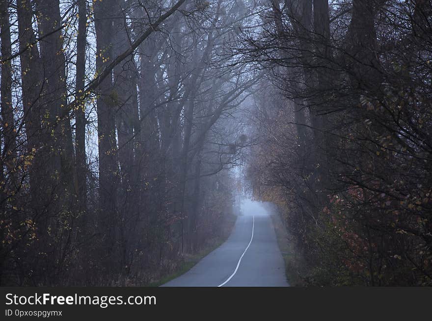 Empty road in the morning passing through a forest covered in mist or fog