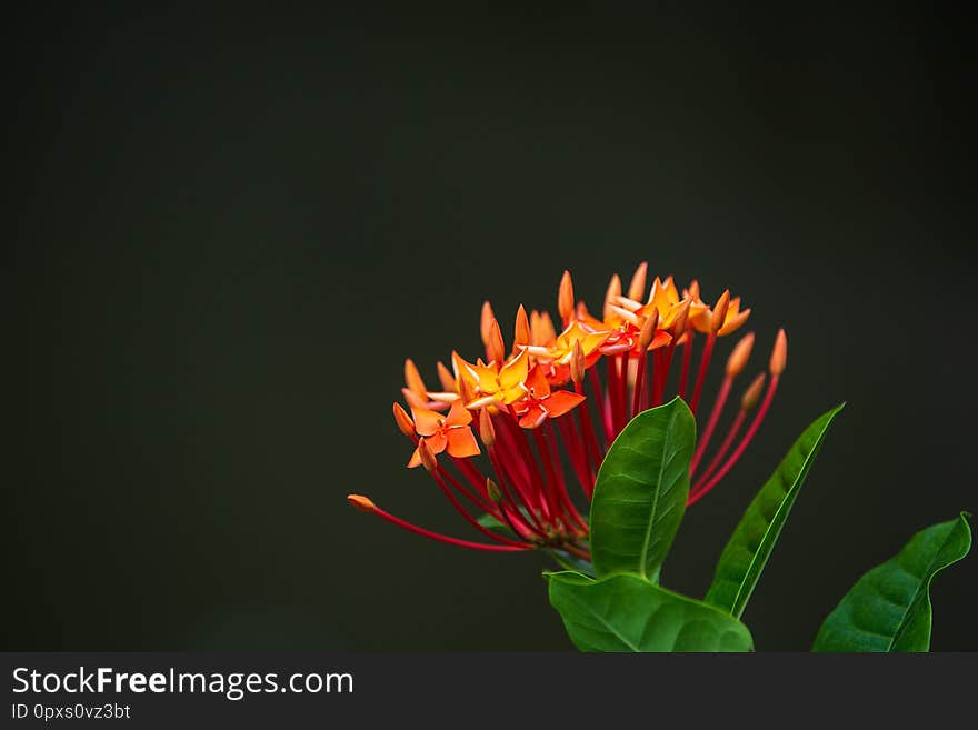 Red ixora with leaves and copy space on top left and blur background. Red ixora with leaves and copy space on top left and blur background