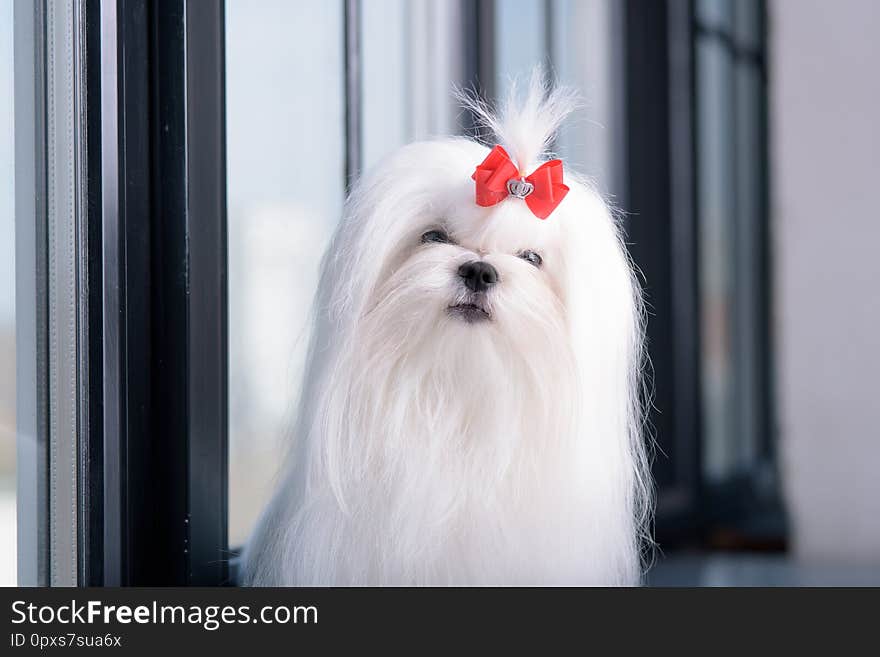 Portrait of glamorous small white dog breeds Maltese. Dog sitting on the window