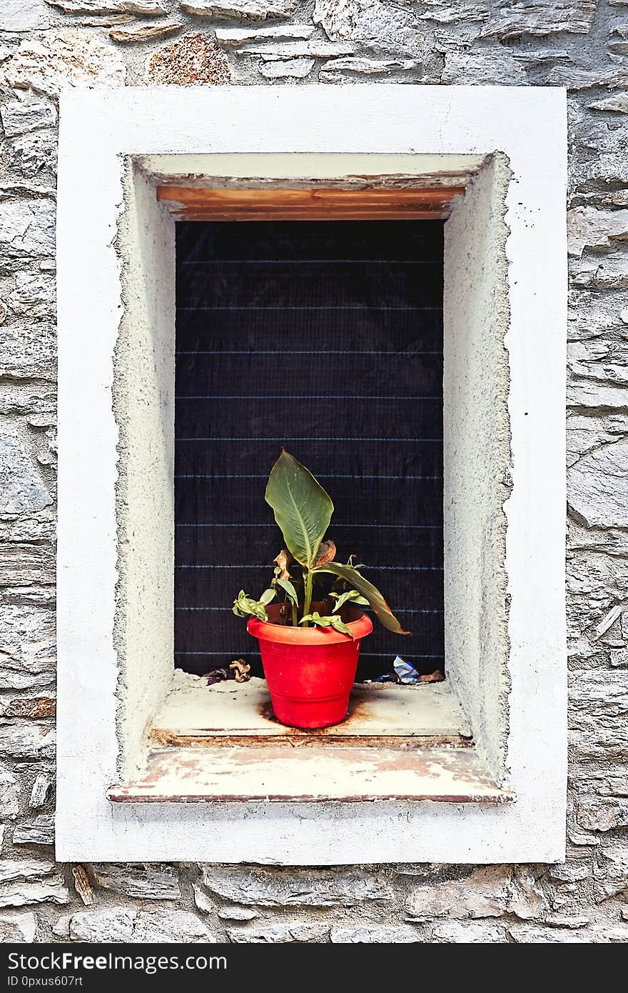 Flower pots on the window