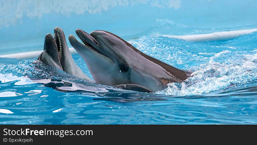 Two Dolphins Cuddle In The Water