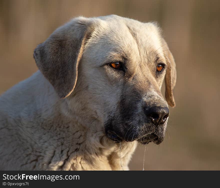 Portrait of a dog in the afternoon