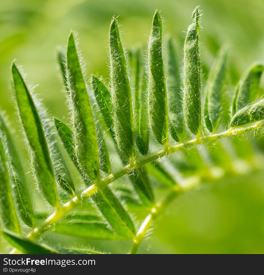 Green leaves on the grass in spring