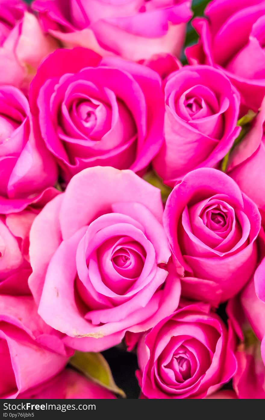 Flowers, pink roses