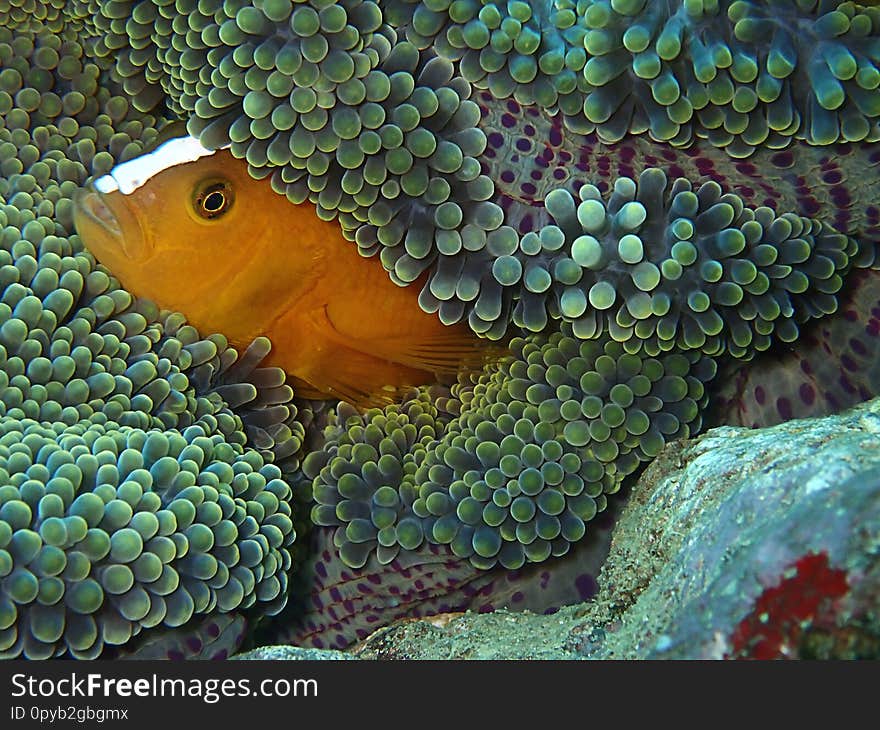 Closeup And Macro Shot Of  Amphiprion Perideraion Also Known As The Pink Skunk Clownfish Or Pink Anemonefish During The Leisure Di