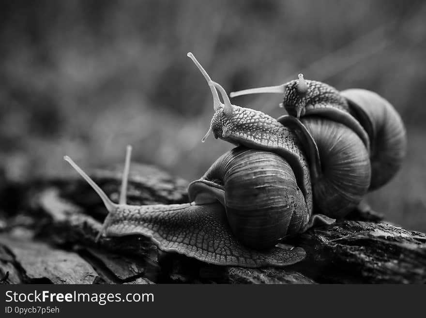 Three big snails crawl one on one in the forest