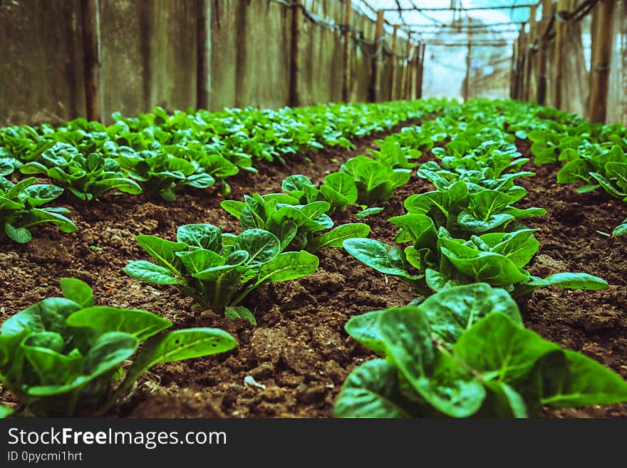 Organic vegetable salad baby green cos lettuce growing house. organic vegetable. gardening agriculture.