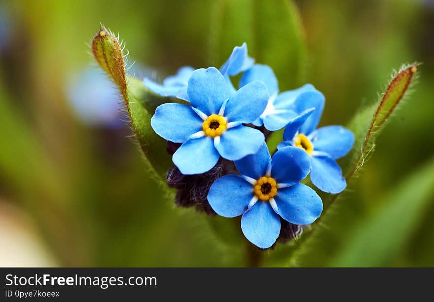 Beautiful and delicate small blue Myosotis flowers close up on green grass background