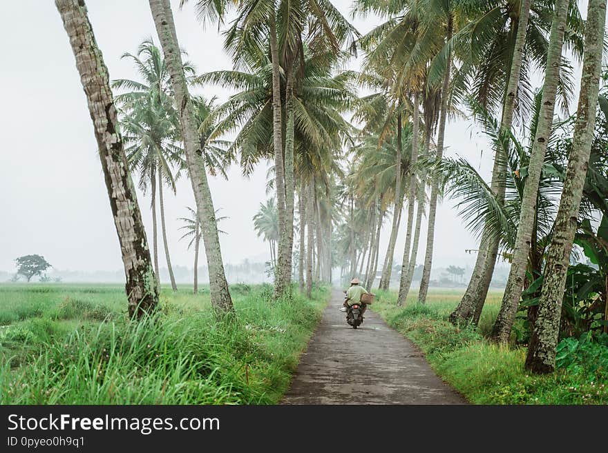 Motorcycle In Coconut Tree Country Road