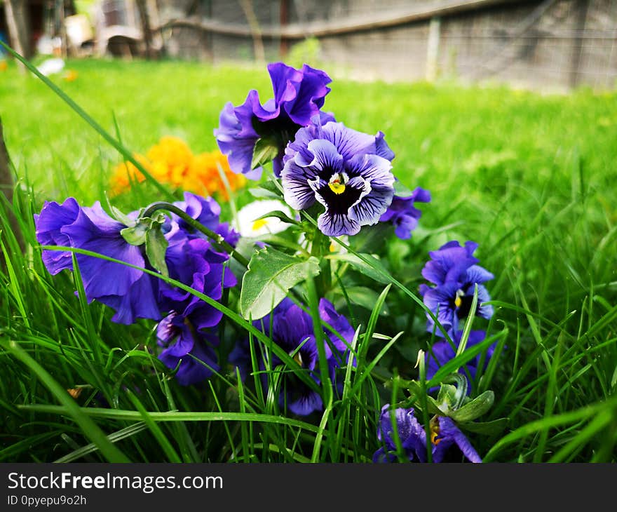 Blue flowers and green grass