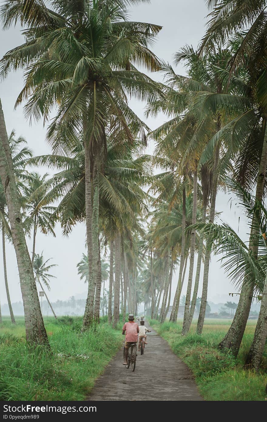 Father And Son Ride Bicycle Country Road