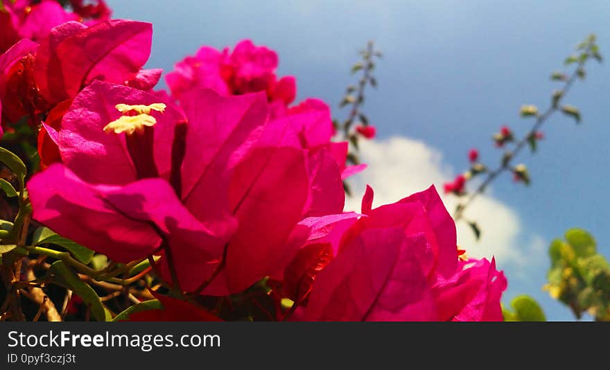 Bright Pink Bogainvillea Flowers in Summer