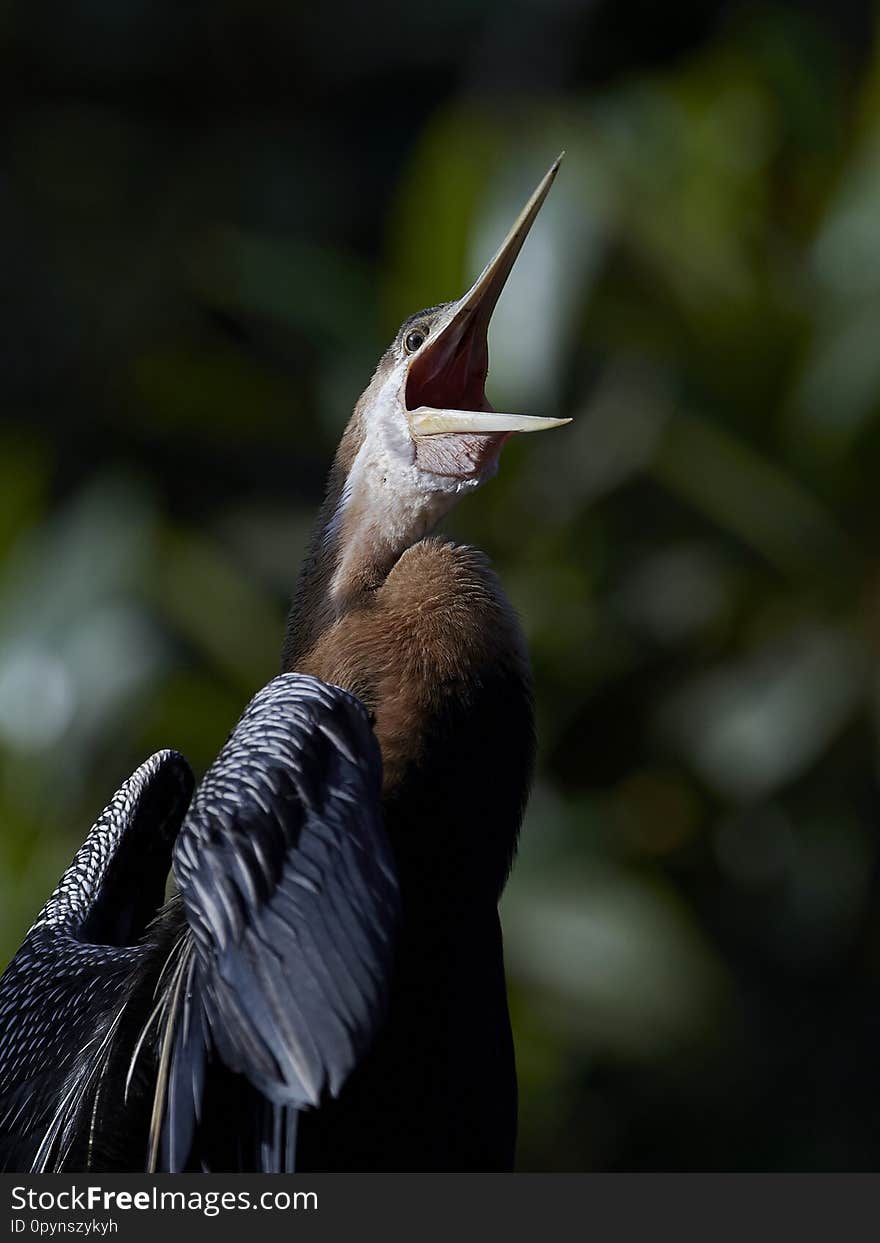 African darter Anhinga rufa