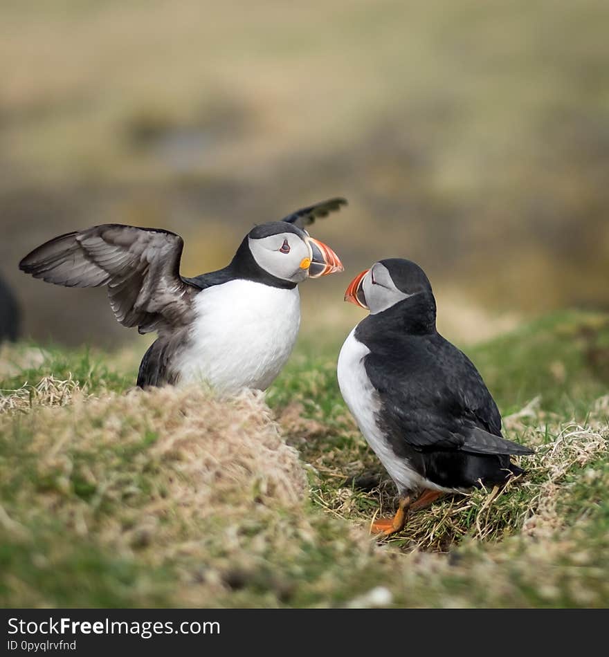 Close-up of two puffins interacting on the Scottish island of Lunga. Shallow depth of field