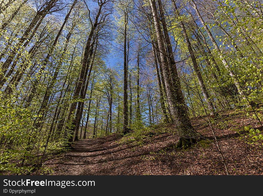 Irati forest in a sunny spring day in Navarra