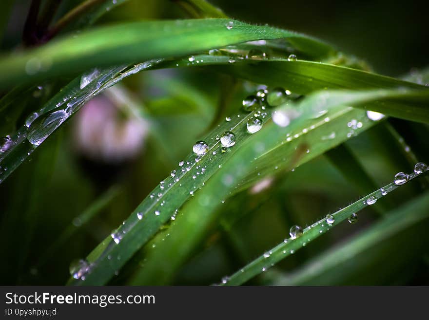 Grass on meadow after rain with raindrops on a leafs