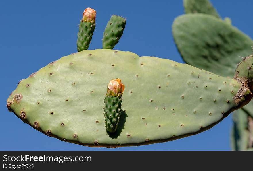 Cactus leaf with flowers. Photographed on a clear summer`s day at Babylonstoren Wine Estate, Franschhoek, Cape Winelands, South Africa. Cactus leaf with flowers. Photographed on a clear summer`s day at Babylonstoren Wine Estate, Franschhoek, Cape Winelands, South Africa.