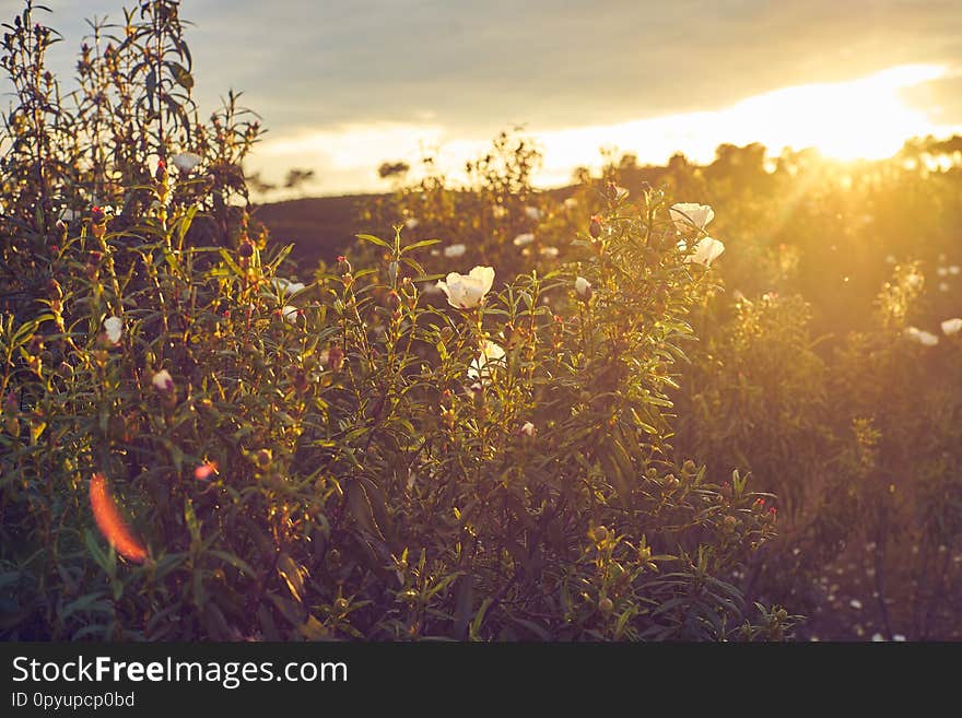 Pink gum bloom - cistus ladanifer in the fields of dehesa Extremeña, Spain Flower of the Jara