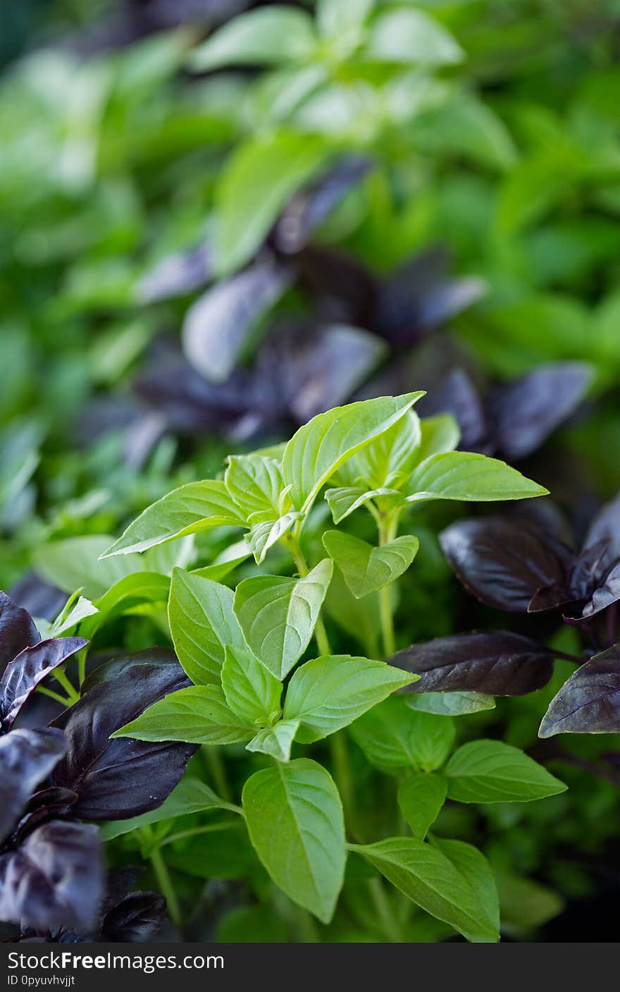 Purple and green basil plants for sale at a local outdoor market